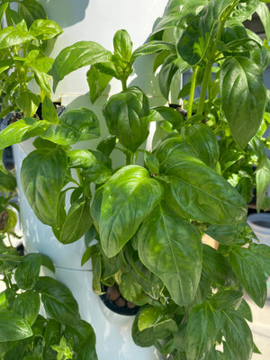 Basilic grand vert