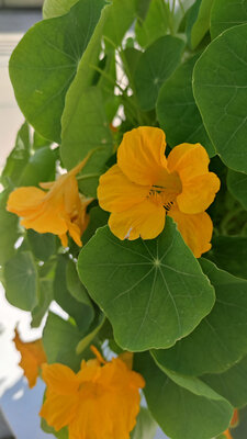 Fleurs de capucine