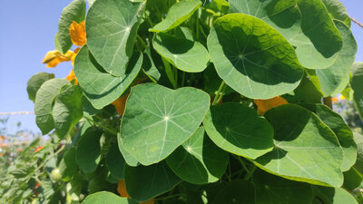 Feuilles de capucines