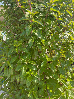 Menthe poivrée