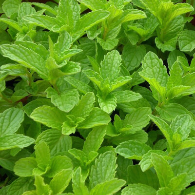 Menthe verte