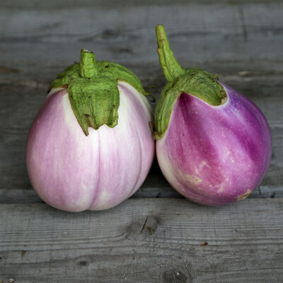 Aubergine violette de florence