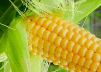 Mais doux en épis