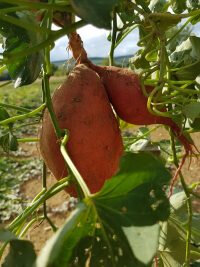 Patates douces bio