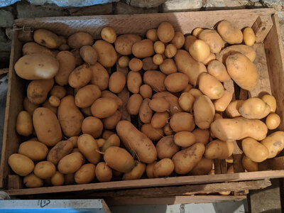 Pommes de terre