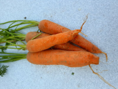 Carottes laguna