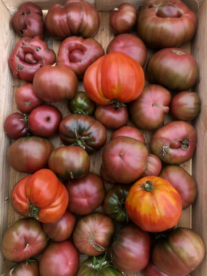 Tomate ancienne noire de crimée