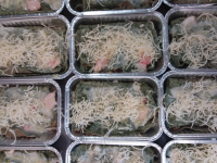 Crêpe du pêcheur gratinée