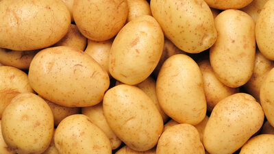 Pomme de terre fontane
