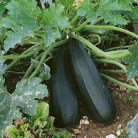 Courgette pour farcir