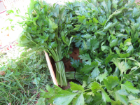 Persil frisé bouquet