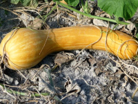 Courge de pays