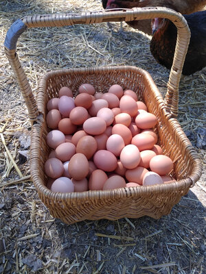Oeufs fermiers boite de 6