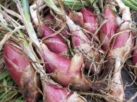 Oignon rouge long de florence