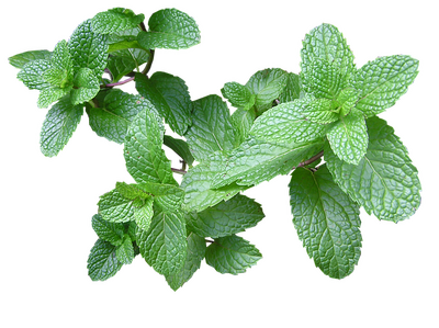 Menthe citronnée - gelée
