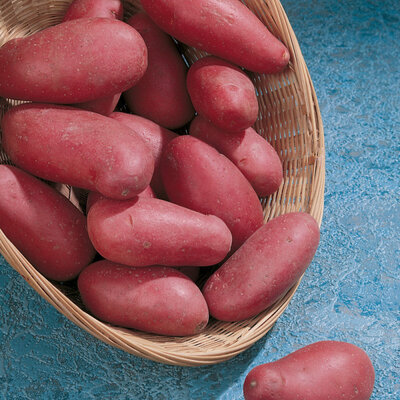 Pommes de terre de consommation bio (désirée)