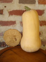 Courge butternut
