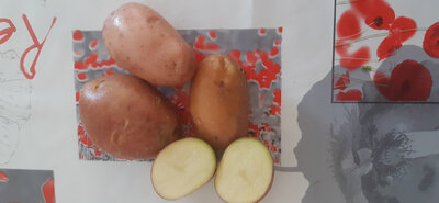 Pomme de terre rouge
