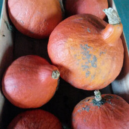 Potimarron