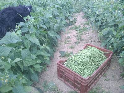Haricots verts