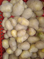 Pomme de terre cephora