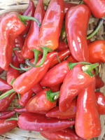 Piment dit d espelette