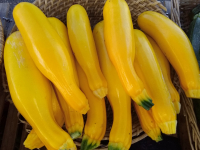 Courgette jaune