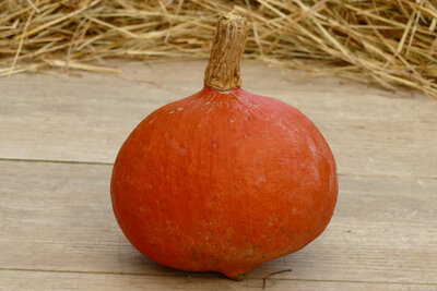 Potimarron