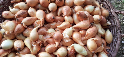 Oignons jaune bio petit calibre