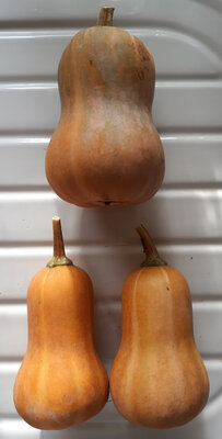 Courge honeynut