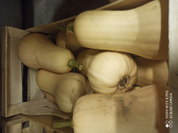 Courge butternut-a la coupe
