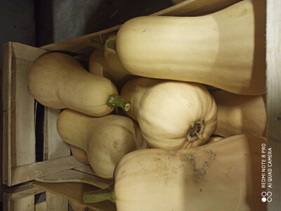 Courge butternut-a la coupe