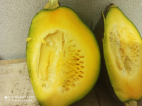 Potiron olive- 1.8kg