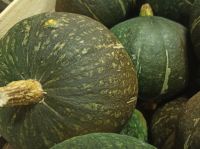 Courge aikido-moyenne