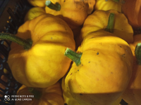 Potiron jack be little-1kg