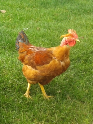 Poulet c