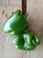Poivron vert