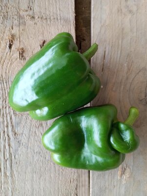 Poivron vert