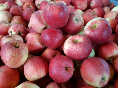 Pomme gala