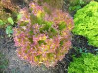 Salade batavia rouge