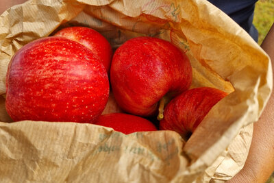 Pomme gala sachet 1 kg