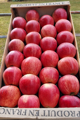 Pomme gala plateau lité 4.5 kg