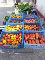 Tomates anciennes - coktail