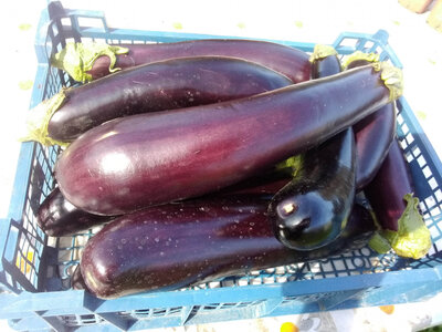 Aubergine