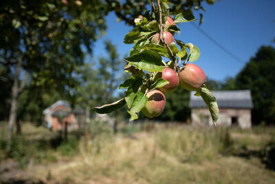 Pommes