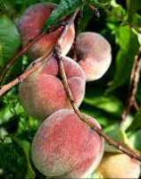 Petite pêche du jardin