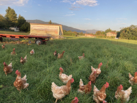 Oeufs de nos jeunes poulettes