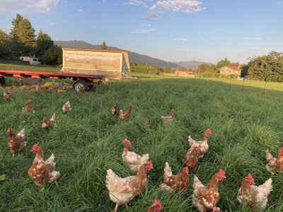 Oeufs de nos jeunes poulettes