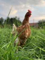 Oeufs de nos jeunes poulettes format famille