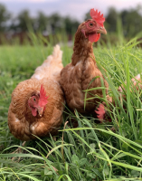 Oeufs de nos poules format famille